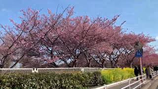 河津桜＠三浦海岸'22 Cherry Blossom @ Miura, Kanagawa, Japan