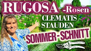 Clematis - RUGOSA Rosen - STAUDEN: SommerSchnitt - SO geht's