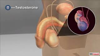 Male Reproductive System