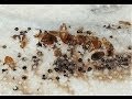 How to Confirm a Bed Bug Infestation