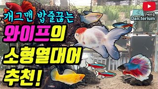 개그맨 밥줄끊는 와이프의 소형열대어 추천 레전드!