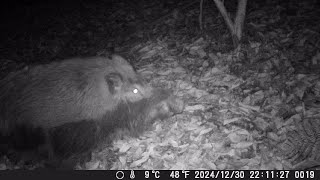 1月10日　メス捕獲の山　ここいらの主