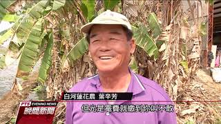 缺雨水情嚴峻 白河蓮花田種植面積面積砍半｜20210310 公視晚間新聞