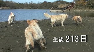 アイン村  チロの子生後213日目 アウル,ロワ,チワ 川にお散歩（GoldenRetriever）