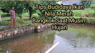 Tips agar ikan nila merah bangkok tidak mudah mati saat musim hujan