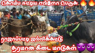 கொம்ப பாருயா தரமான கிடை மாடுகள் ராஜாப்பட்டி ஜல்லிக்கட்டு #jallikattu_images #jallikattukalai