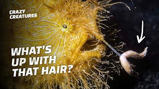 Hairy Frogfish Devour Their Prey in Milliseconds