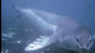 Leopard Seals Are Terrifying…