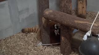 19.03 茶臼山動物園 ヒカルとヒビキ