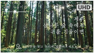 [4K JEJU NATURE SOUND] 제주 삼나무 숲 자연의 소리 Nature Sound ASMR -Whisper of cedar forest