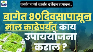 द्राक्ष बागेत 80 दिवसापासून माल काढेपर्यंत काय उपाययोजना कराव्यात ? | गोडीबहार छाटणी 24 | #द्राक्षे