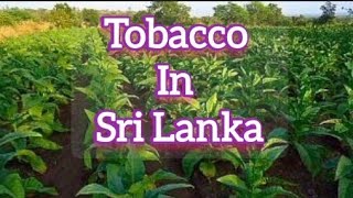 #short #tobacco #srilanka