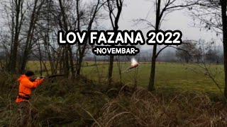 PHEASANT HUNTING WITH GSP / LOV FAZANA 2022