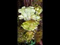 Trametes versicolor