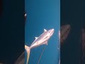 Spearfishing HUGE Yellowtail Kingfish.Fillet