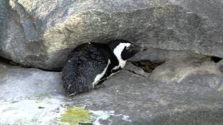 千葉市動物公園　寒いけど大丈夫？　ケープペンギン！