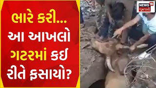 Valsad News: વાપીની ખુલ્લી ગટરની ચેમ્બરમાં આખલો ફસાયો | Stray Cattle Rescue | Vapi | News18 Gujarati