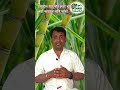 🎋ऊसाचा जेठा कोंब काढणे ऊसाचा जेठा कोंब कधी कसा काढतात shorts ytshorts agri_doctor_somnath