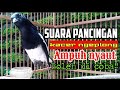 Suara pancingan kacer ngeplong santai sore hari, kacer apasaja langsung nyaut ampuh, boleh di coba!!