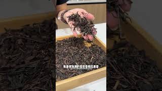 做9.9一杯的柠檬茶鲜奶茶通用茶底制作 #饮品 #美食 #创意饮品 #tearecipe #奶茶 #coffee #milktea #教程 #teadrink #分享