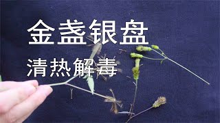 【金盏银盘】就问你有没有被它扎过？