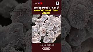 😱తెల్ల రక్తకణాలును పెంచడంలో సహాయపడే ఆహారం ఏంటో తెలుసా? #whitebloodcells #ytshorts #shorts