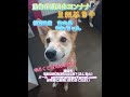 @plusde24 動物保護団体ヨンナナ 里親募集 里親募集中 保護犬 野犬の子 保護犬を家族に 保護活動の現実　　