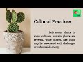 does cactus plant bring bad luck in home cactusmyths plantsuperstitions cactusdebate homeluck