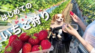 【キャバリア】愛犬との初いちご狩り‼︎大量のいちごに大興奮する姿が可愛すぎた…