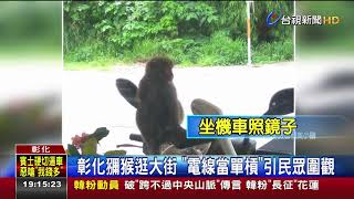 彰化獼猴逛大街電線當單槓引民眾圍觀