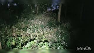 sofirn sp10v3 beamshot in woods