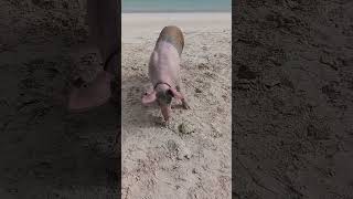 🤨 que pedo una Peppa pig en la playa#republicadominicana#cerdo.