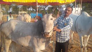 Mr.Nagaraja explaining the difference between Hallikar \u0026 Amruthmahal in Kyamenahalli Dhanagala jathr