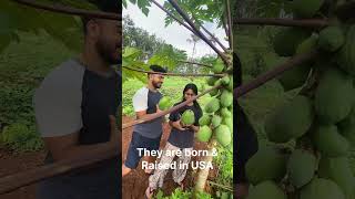 Farm visitors from America..   പ്രവാസി കുട്ടികളുടെ ഗ്രാമീണ കൃഷി അനുഭവം