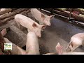 piggery farming why it works for those with busy schedules seeds of gold