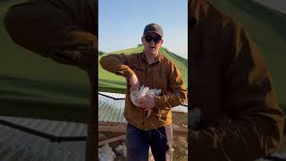 How To Humanely Euthanized A Chicken No Tools