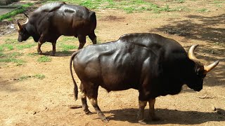 Indian bison in trivandrum zoo kerala