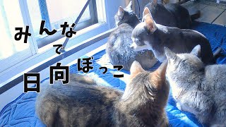 みんなで日向ぼっこ！日差しに群がる猫と犬がこちら！　Sunbathing together