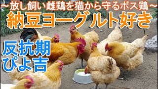 納豆ヨーグルトが大好きニワトリ～放し飼い名古屋コーチン雌鶏を猫から守るボス雄鶏～