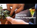 Succulent Care & Propagation // The Humble Gardener