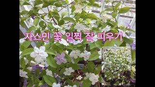 브론펠지어 자스민 꽃 일찍  잘 피우기 방법