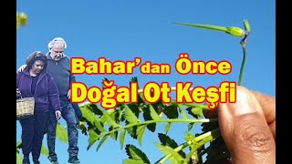 Ege'de Yaşam/Ekolojik Çandır Köyünde doğal ot keşfi / Çoban çantası, Köremen ve Leylek gagası otu\