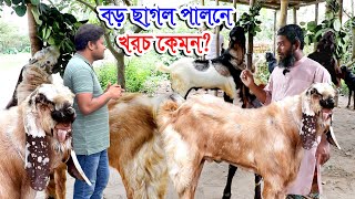 এই ছাগলের খামারে উত্তরবঙ্গের সবচেয়ে বড় বড় তোতাপুরি ছাগল পালন | জিবলা তোতা পাঠা ছাগলের ফার্ম