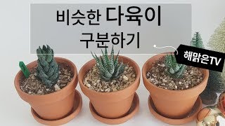 비슷한 다육이 구분하기, 다육이 월동자, 십이지권, 용발톱, 하윌시아속 특징succulent 95화 #해맑은TV