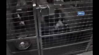 Dog breeder jailed for neglect
