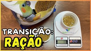 COMO ENSINAR CALOPSITA COMER RAÇÃO EXTRUSADA!