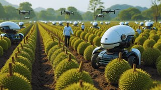 How Thai Farmers Harvest Millions of Durians Every Year