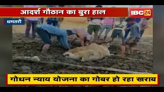 Dhamtari : गिरौद आदर्श गौठान का हाल बेहाल | मवेशी और उत्पादों का नहीं हो रहा प्रबंधन