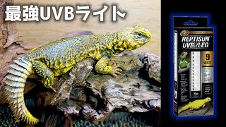 The latest and finest reptile light review! [ZOOMED REPTISUN UVB / LED]