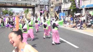 かぐら連  2016堀切かつしか菖蒲まつり  阿波踊り  本部前会場組踊り